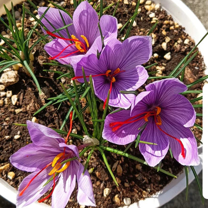 Saffron Bulbs 🔥+ free plant growth supplement🔥
