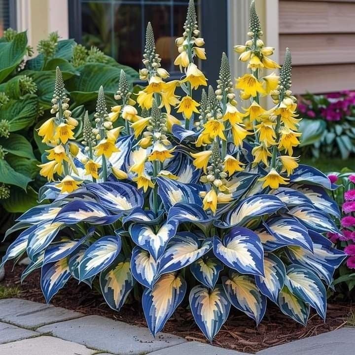 🌿 Colorful Hosta Seeds – The King of Shade in the Garden! 🌿