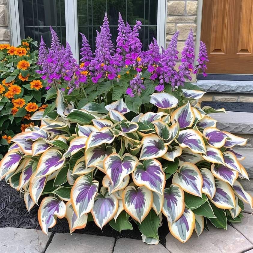 🌿 Colorful Hosta Seeds – The King of Shade in the Garden! 🌿