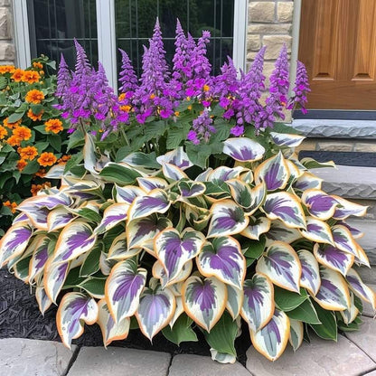 🌿 Colorful Hosta Seeds – The King of Shade in the Garden! 🌿