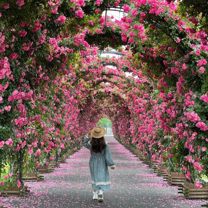 🌹 Elegant Imported Climbing Rose Flower Seeds + Plant Growth Supplement FREE🔥