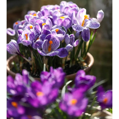 Saffron Bulbs 🔥+ free plant growth supplement🔥