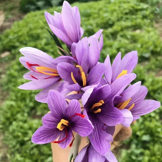 Saffron Bulbs 🔥+ free plant growth supplement🔥
