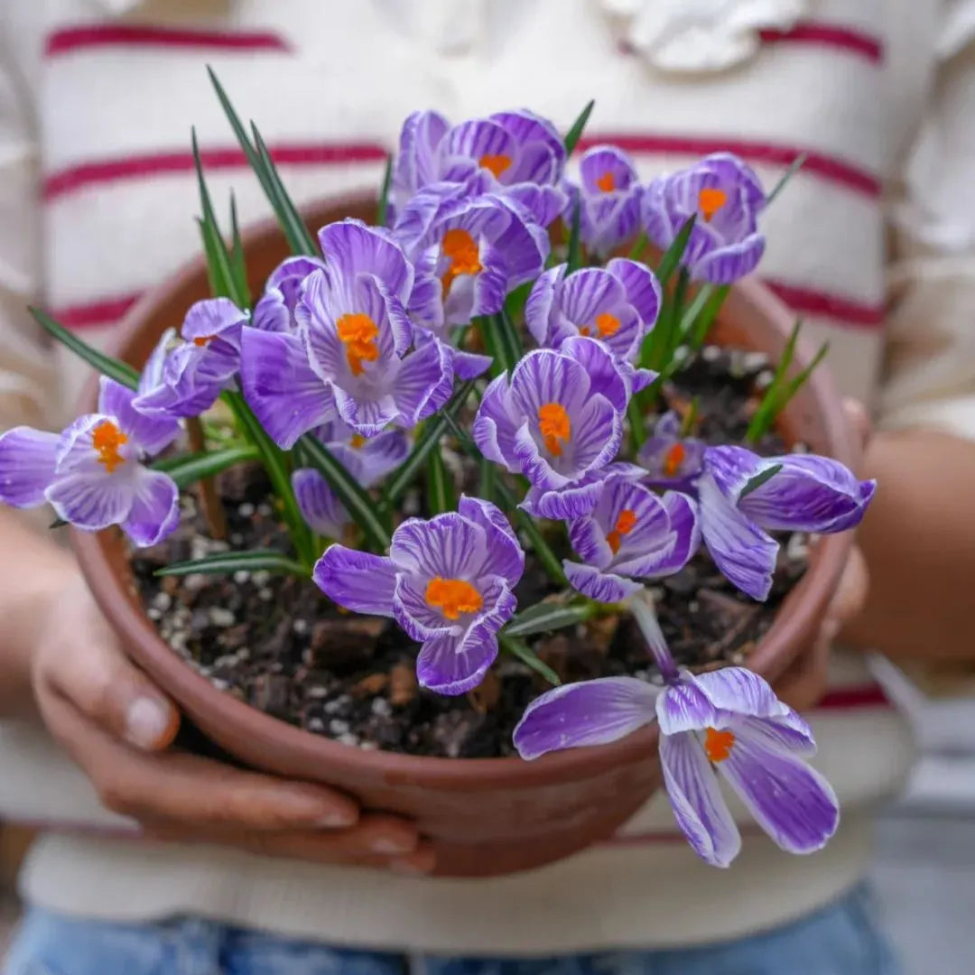 Saffron Bulbs 🔥+ free plant growth supplement🔥