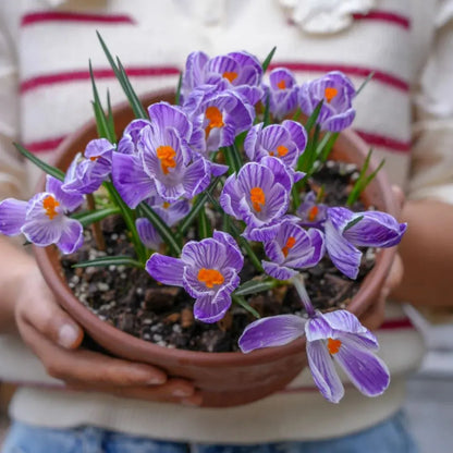 Saffron Bulbs 🔥+ free plant growth supplement🔥