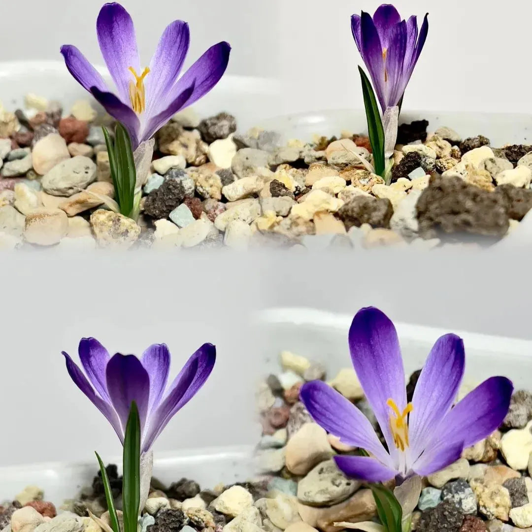 Saffron Bulbs 🔥+ free plant growth supplement🔥
