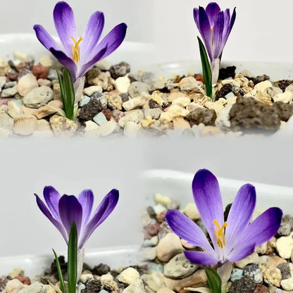 Saffron Bulbs 🔥+ free plant growth supplement🔥