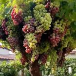 Giant Grape Tree Seeds 🍇+ Plant Growth Supplement FREE🔥