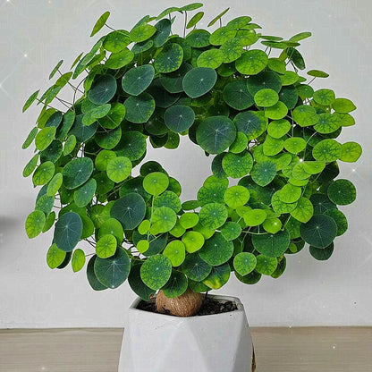 Stephania Erecta - The Everlasting Green Wonder