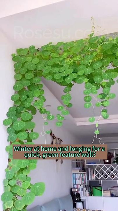 Stephania Erecta - The Everlasting Green Wonder