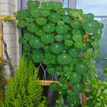 Stephania Erecta - The Everlasting Green Wonder