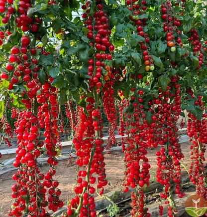 Waterfall Tomato Seeds + free plant growth supplement🔥