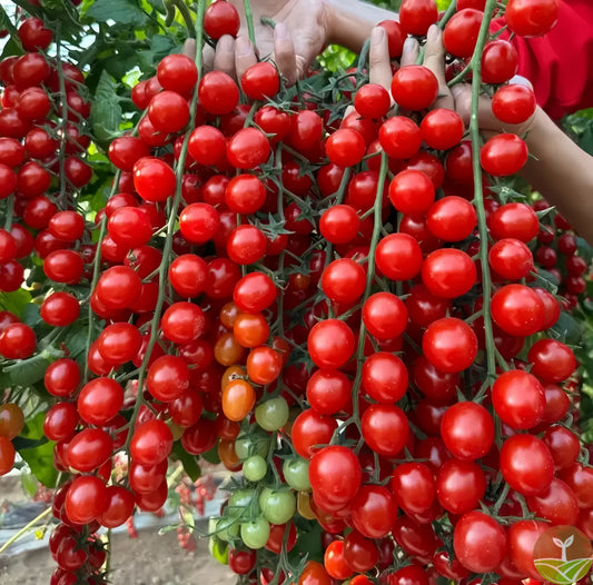 Waterfall Tomato Seeds + free plant growth supplement🔥