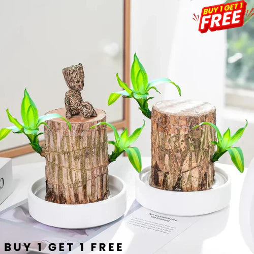 Brazilian Lucky Wood Plant | 🔥 BUY 1 GET 1 FREE 🔥