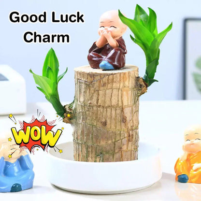 Brazilian Lucky Wood Plant | 🔥 BUY 1 GET 1 FREE 🔥